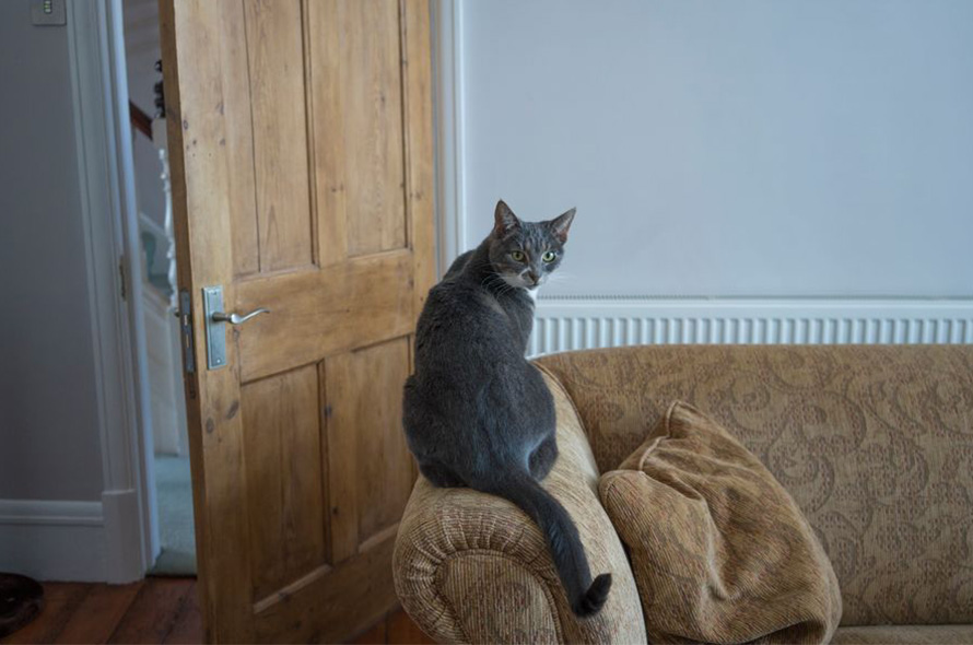 A grey cat turns it's head towards us while sitting on the arm of a sofa